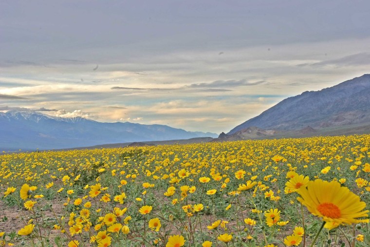 Death Valley, Calif. had a very wet winter, bringing out more flowers than usual this year.